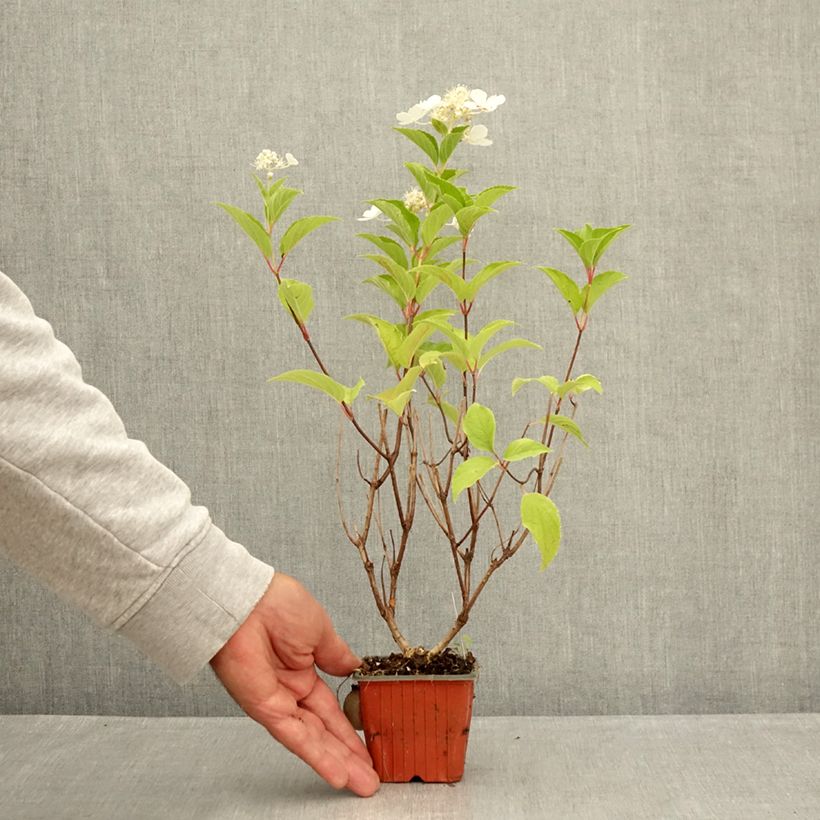 Hydrangea paniculata Pink Diamond 8/9 cm pot sample as delivered in summer