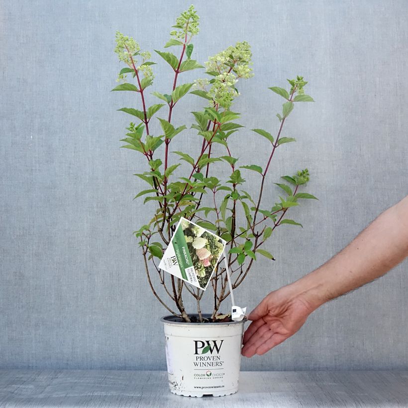 Hydrangea paniculata Pinkachu 3L/4L pot sample as delivered in summer