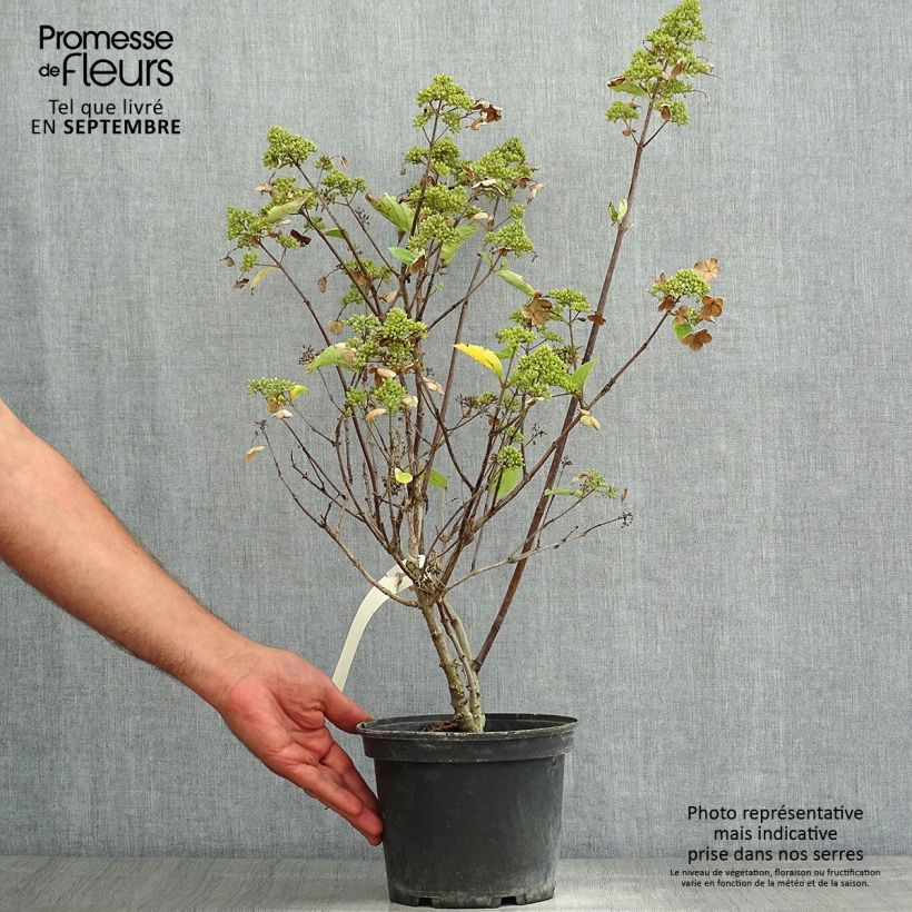 Hydrangea paniculata Prim White 2L/3L pot sample as delivered in summer