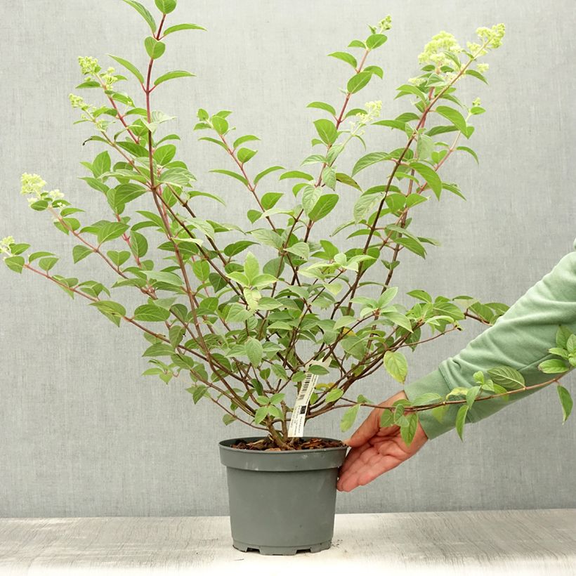 Hydrangea paniculata Sundae Fraise 2L/3L pot sample as delivered in summer