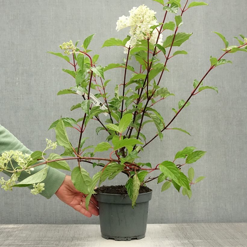 Hydrangea paniculata Vanille Fraise 2L/3L pot sample as delivered in summer