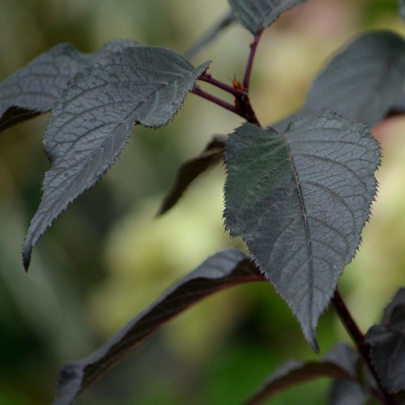 Hydrangea paniculata White Diamond (Foliage)