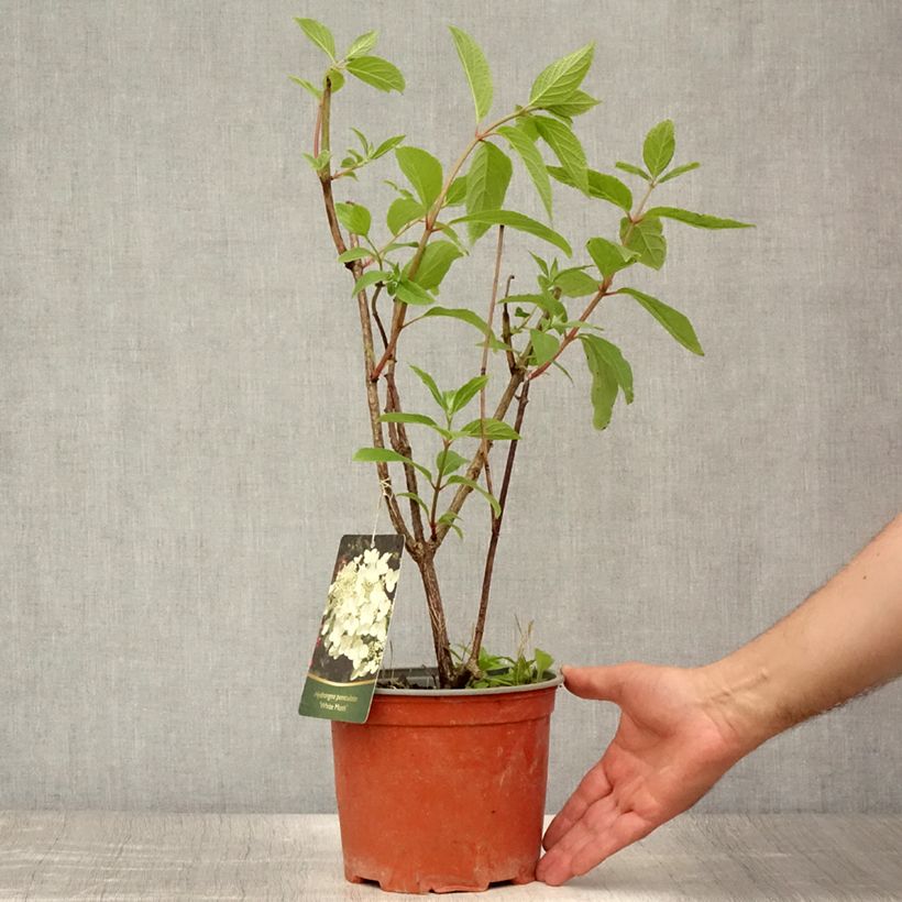Hydrangea paniculata White Moth 2L/3L pot sample as delivered in summer