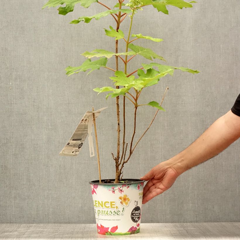 Hydrangea quercifolia Applause 4L/5L pot sample as delivered in summer
