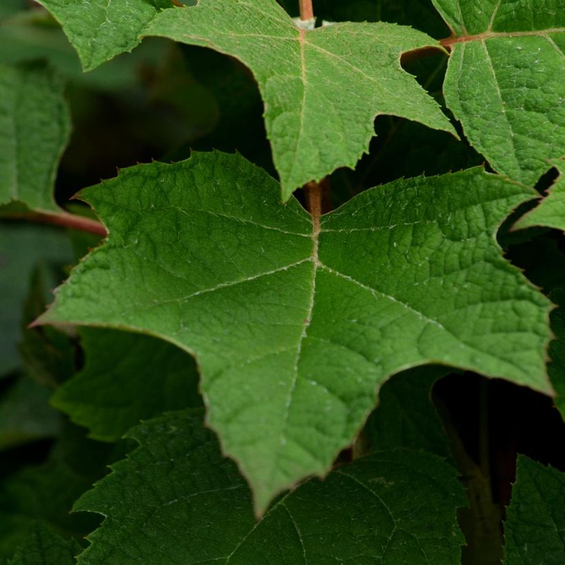 Hydrangea quercifolia Harmony (Foliage)