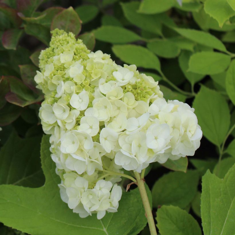 Hydrangea quercifolia Harmony (Flowering)