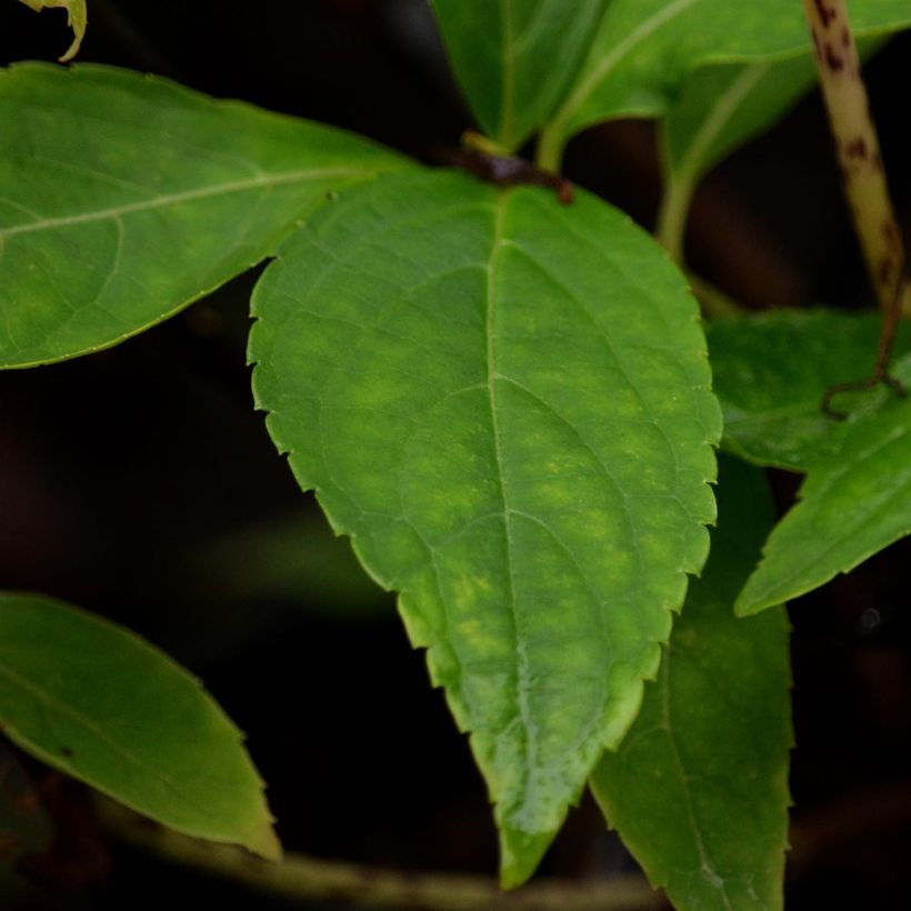 Hydrangea serrata Blue Deckle - Mountain Hydrangea (Foliage)