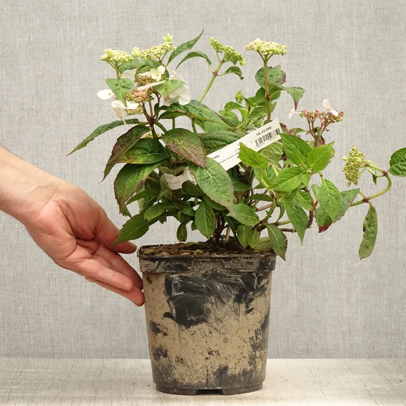 Hydrangea serrata Cap Sizun - Mountain Hydrangea 2L/3L pot sample as delivered in summer