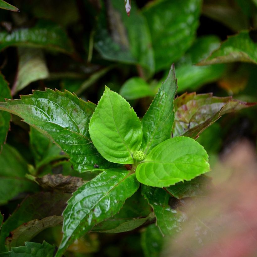 Hydrangea serrata Graciosa - Mountain Hydrangea (Foliage)