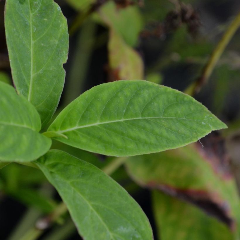 Hydrangea serrata Grayswood - Mountain Hydrangea (Foliage)