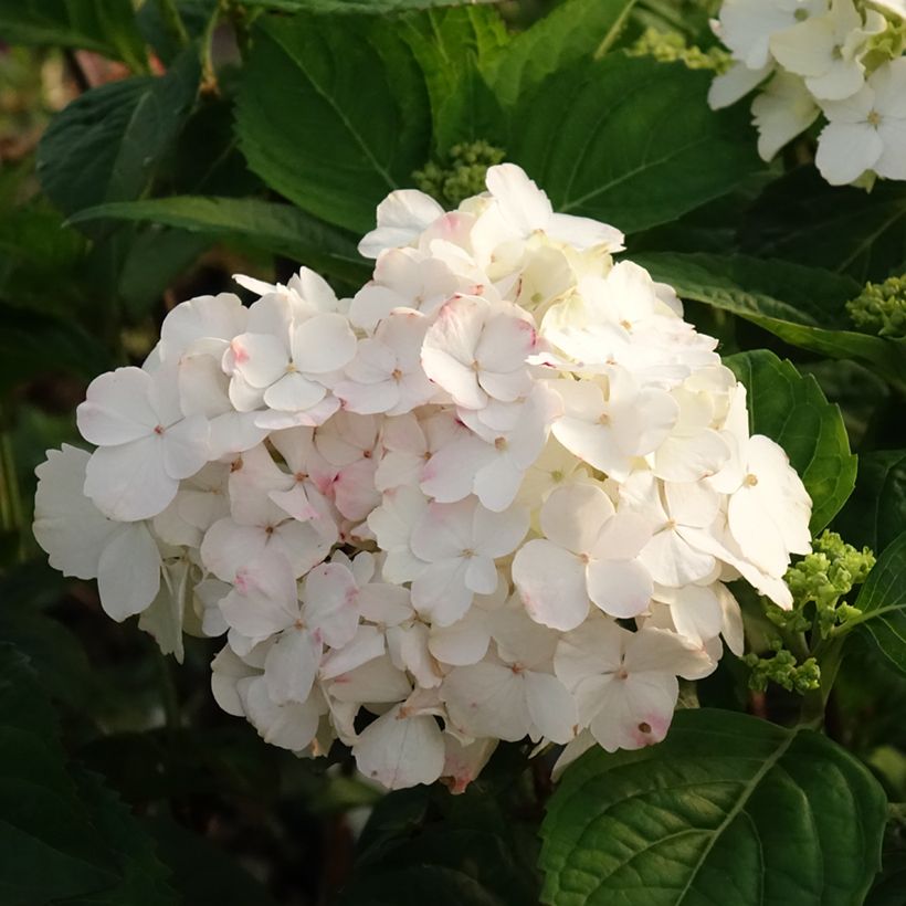 Hydrangea serrata Impératrice Eugénie - Mountain Hydrangea (Flowering)