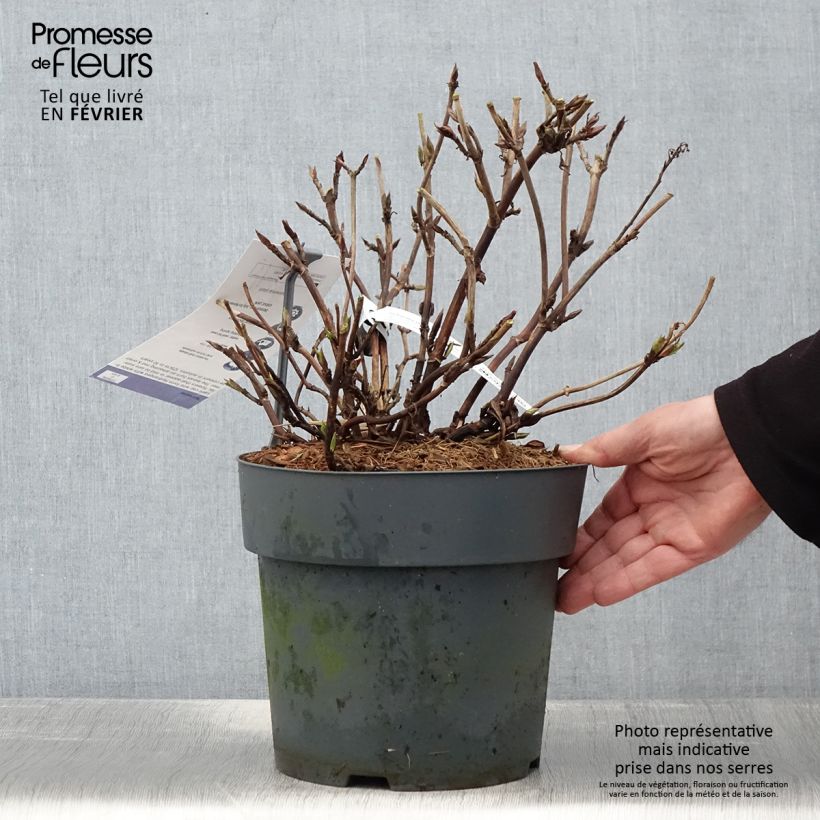 Hydrangea serrata Koreana - Mountain Hydrangea 6L/7L pot sample as delivered in winter