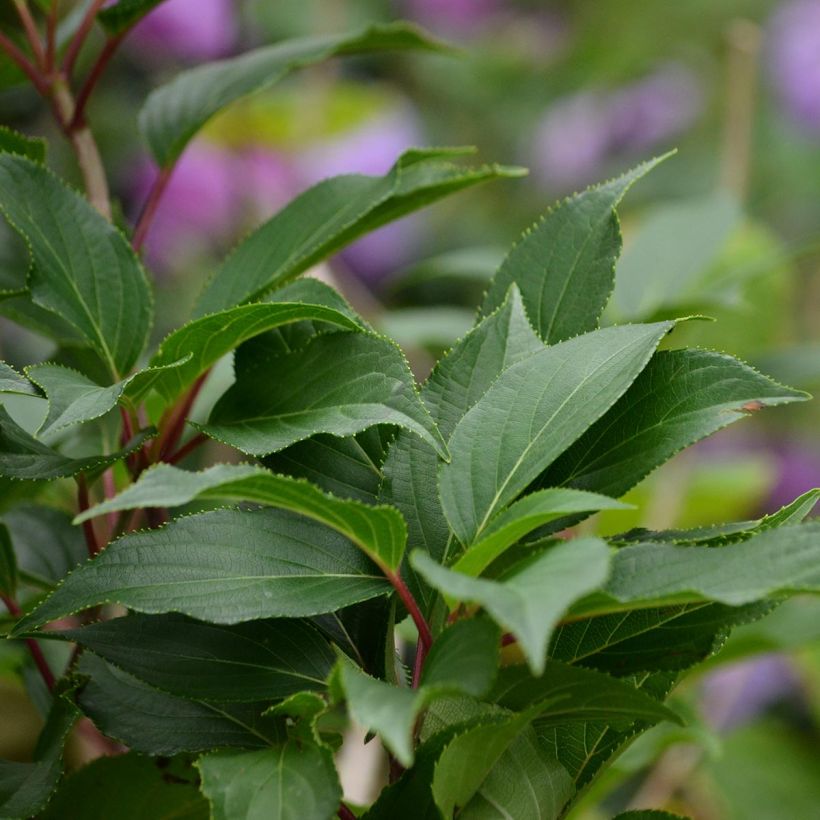 Hydrangea serrata Blue Bird - Mountain Hydrangea (Foliage)