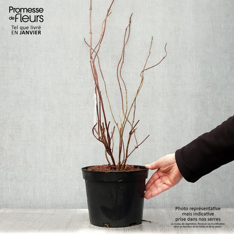 Hydrangea serrata Oamacha - Mountain Hydrangea 2L/3L pot sample as delivered in winter