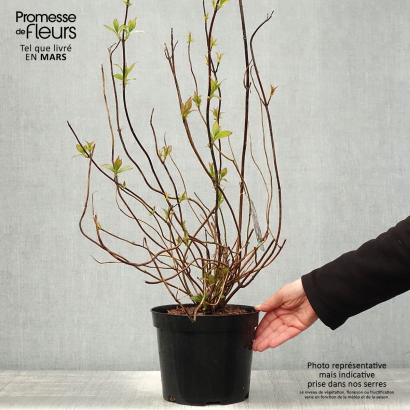 Hydrangea serrata Oamacha - Mountain Hydrangea 2L/3L pot sample as delivered in spring