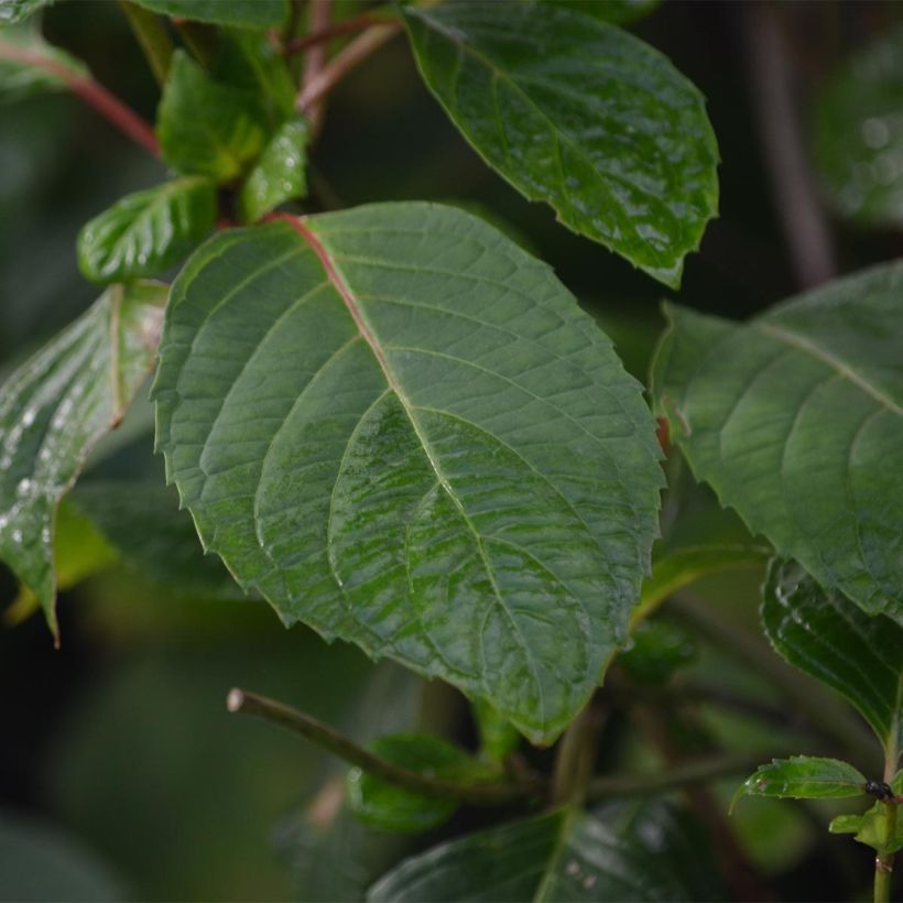 Hydrangea serrata Preziosa - Mountain Hydrangea (Foliage)