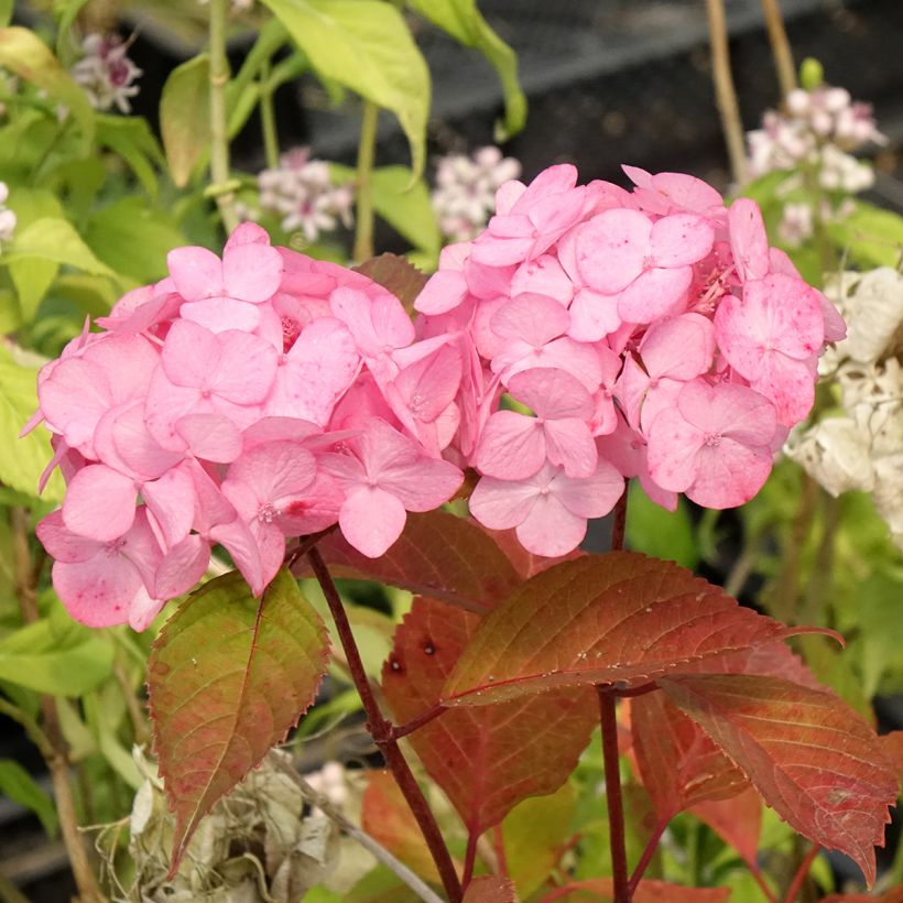 Hydrangea serrata Preziosa - Mountain Hydrangea (Flowering)