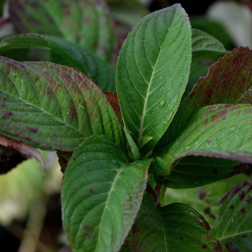 Hydrangea serrata Santiago - Mountain Hydrangea (Foliage)