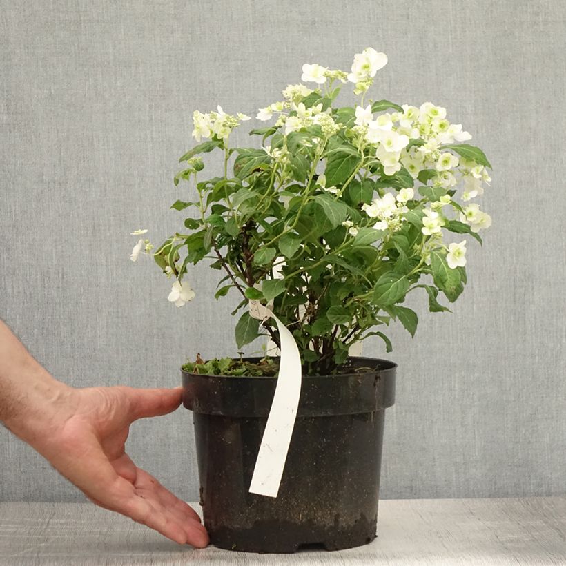 Hydrangea serrata White on White - Mountain Hydrangea 3L/4L pot 40/50cm sample as delivered in summer