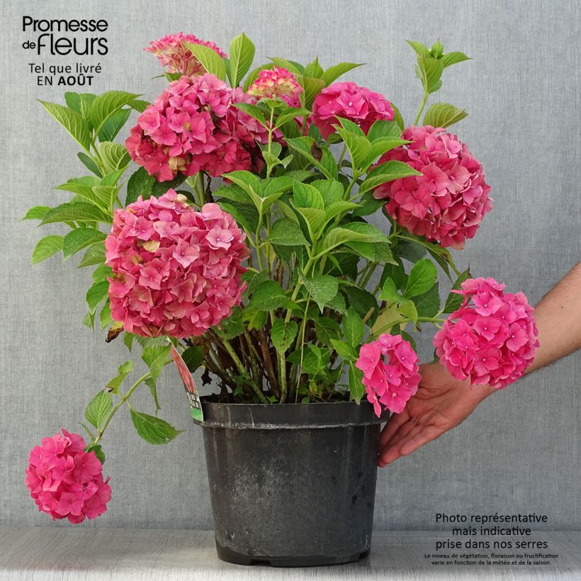 Hydrangea macrophylla Alpenglühen 7.5L/10L pot sample as delivered in summer