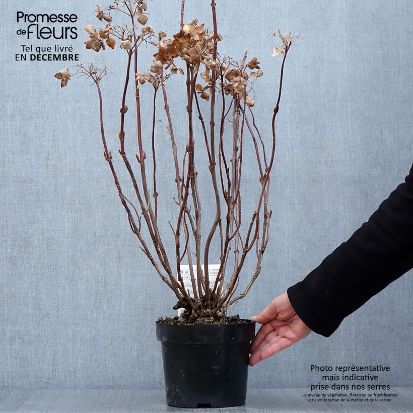 Hydrangea macrophylla Cloudi 3L/4L pot sample as delivered in autumn