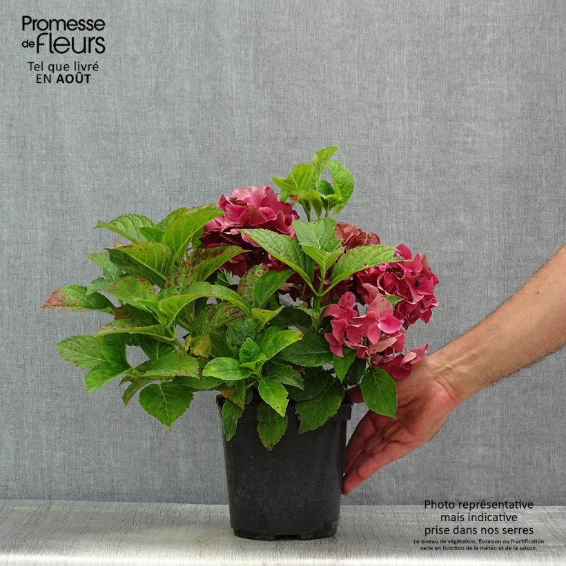 Hydrangea macrophylla Eughen Hahn 2L/3L pot sample as delivered in summer