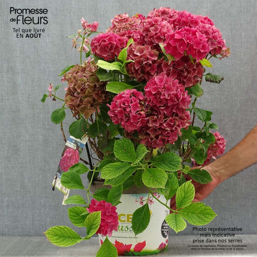 Hydrangea macrophylla Eughen Hahn 7.5L/10L pot sample as delivered in summer