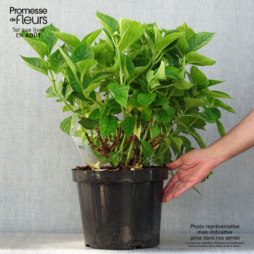 Hydrangea macrophylla King George V 7.5L/10L pot sample as delivered in summer