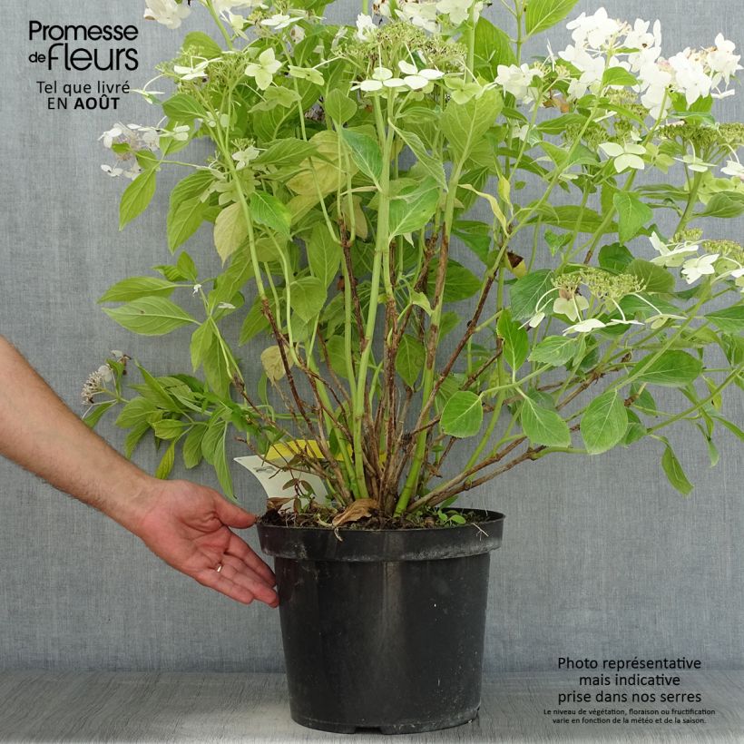 Hydrangea macrophylla Lanarth White 7.5L/10L pot sample as delivered in summer