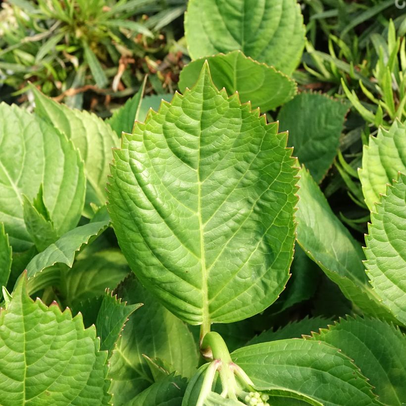 Hydrangea macrophylla Madame Plumecoq (Foliage)