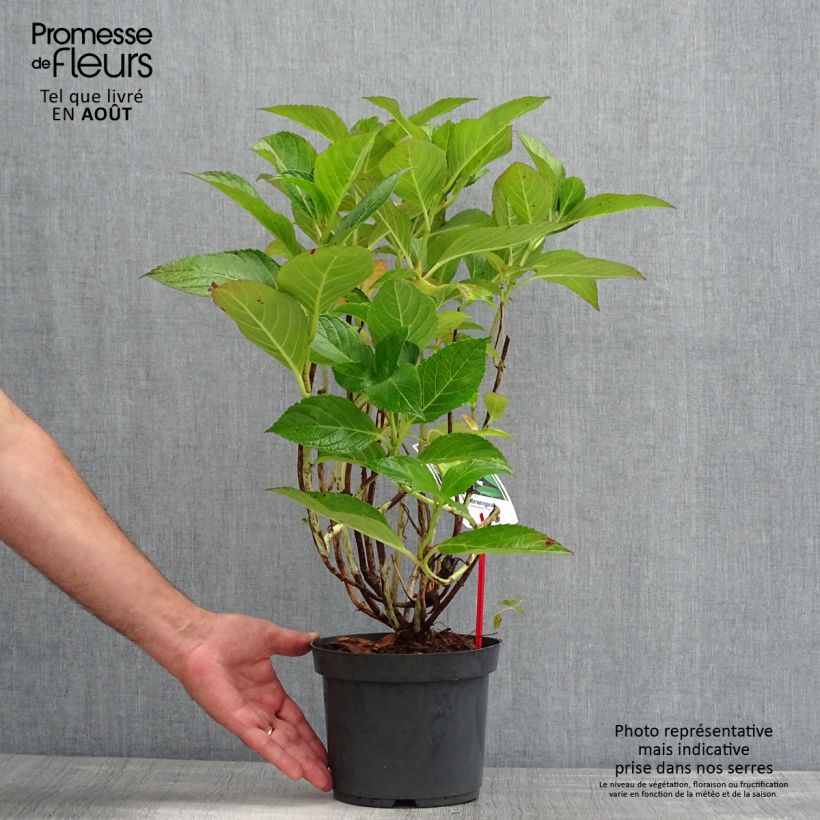Hydrangea macrophylla Mariesii Perfecta 2L/3L pot sample as delivered in summer