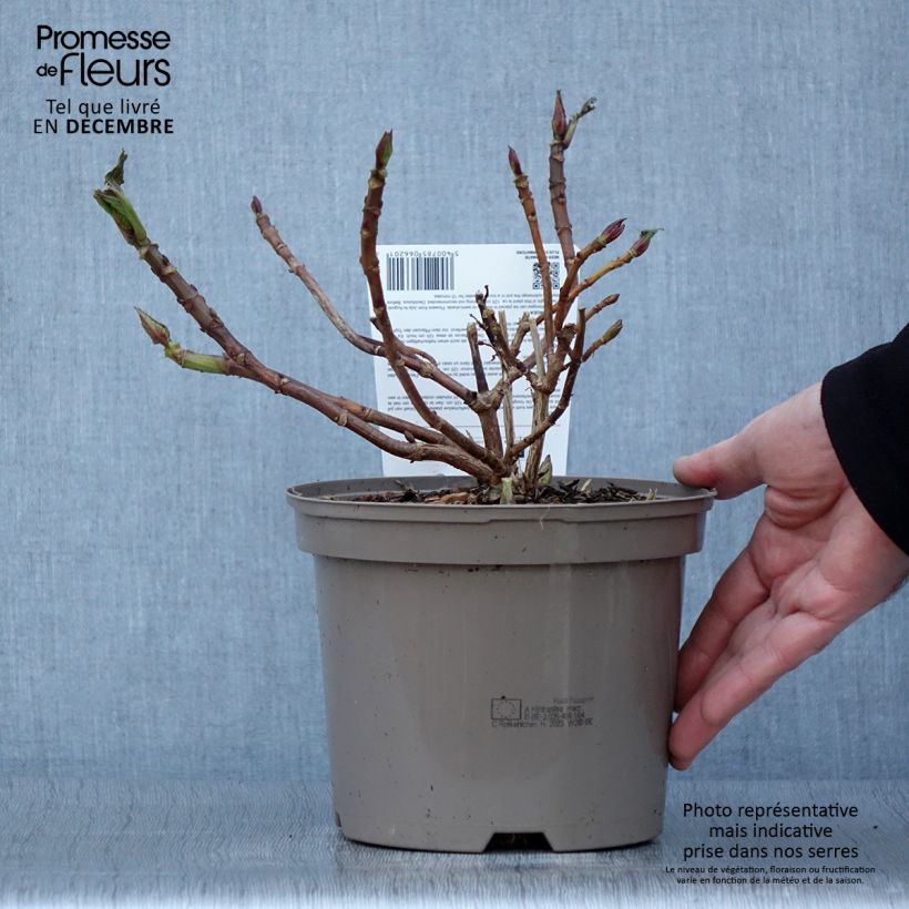 Hydrangea macrophylla Rotkehlchen 2L/3L pot sample as delivered in autumn