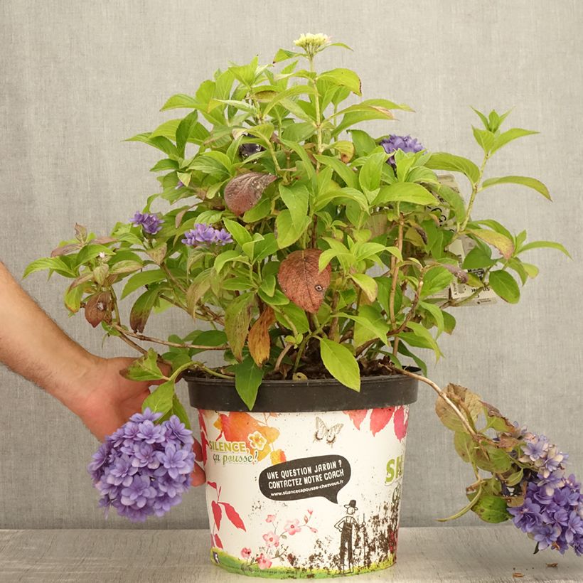 Hydrangea macrophylla Stellar Bleu 7.5L/10L pot sample as delivered in summer