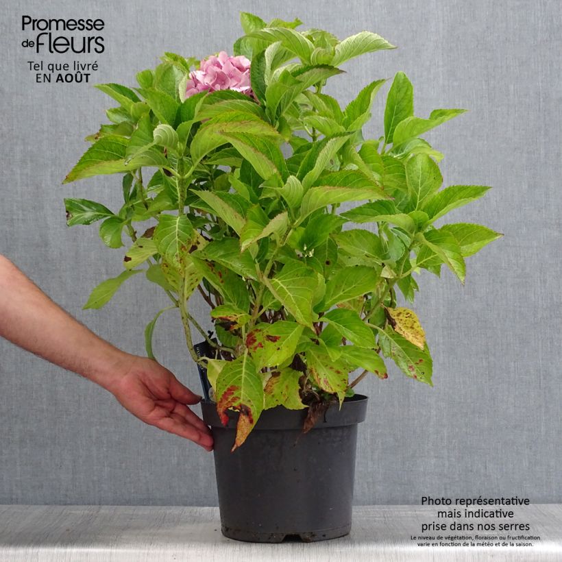 Hydrangea macrophylla Teller Blue 7.5L/10L pot sample as delivered in summer