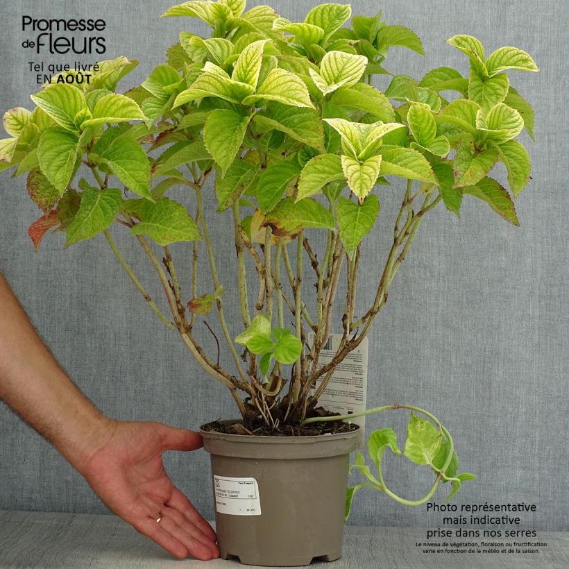 Hydrangea macrophylla Teller Red 2L/3L pot sample as delivered in summer