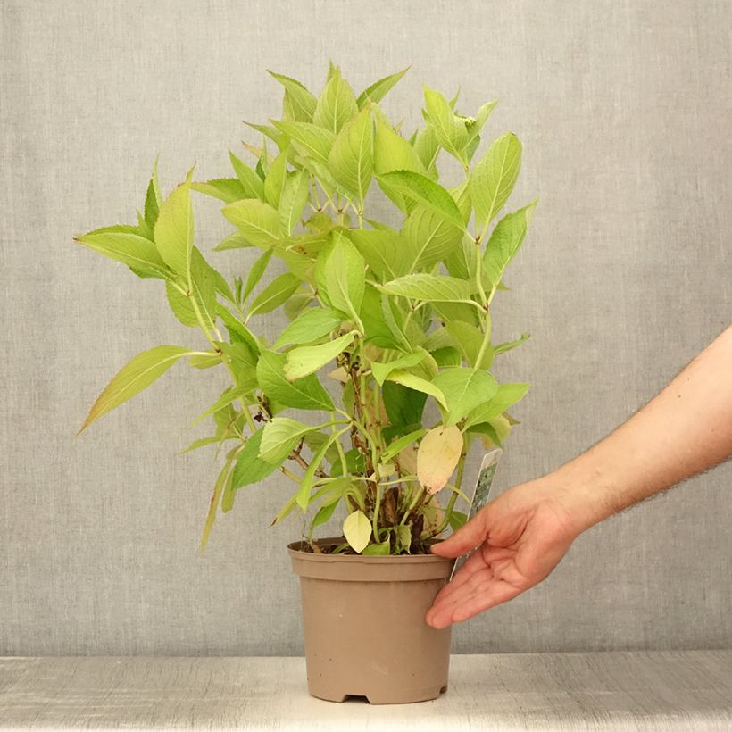 Hydrangea macrophylla White Wave 2L/3L pot sample as delivered in summer