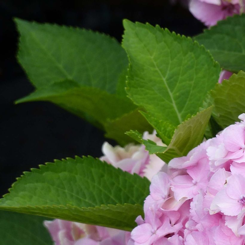 Hydrangea macrophylla Magical Harmony (Foliage)