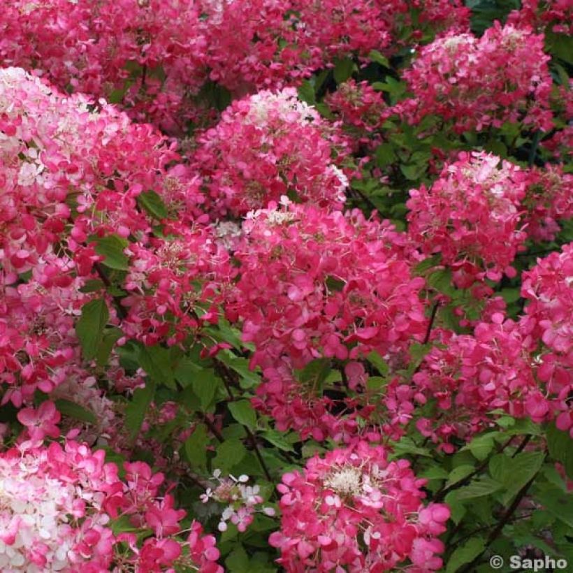 Hydrangea paniculata Diamant Rouge (Flowering)