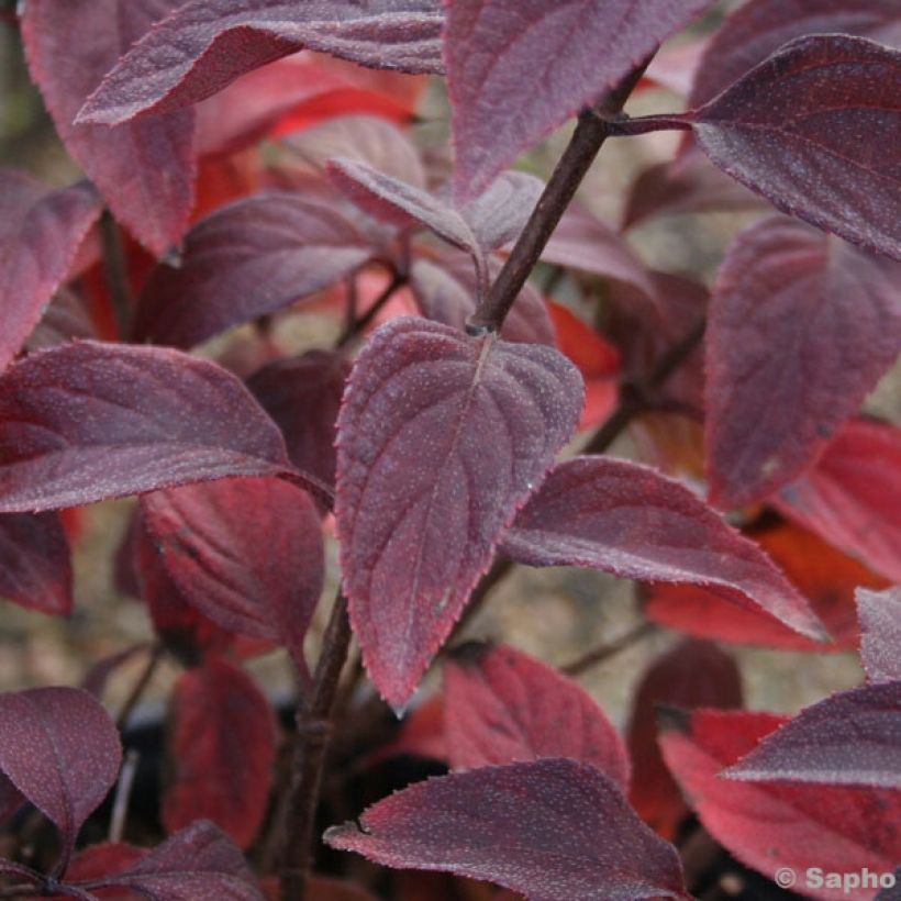 Hydrangea paniculata Diamant Rouge (Foliage)