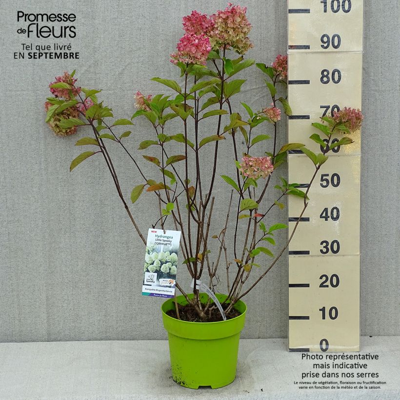 Hydrangea paniculata Little Spooky 3L/4L pot sample as delivered in summer