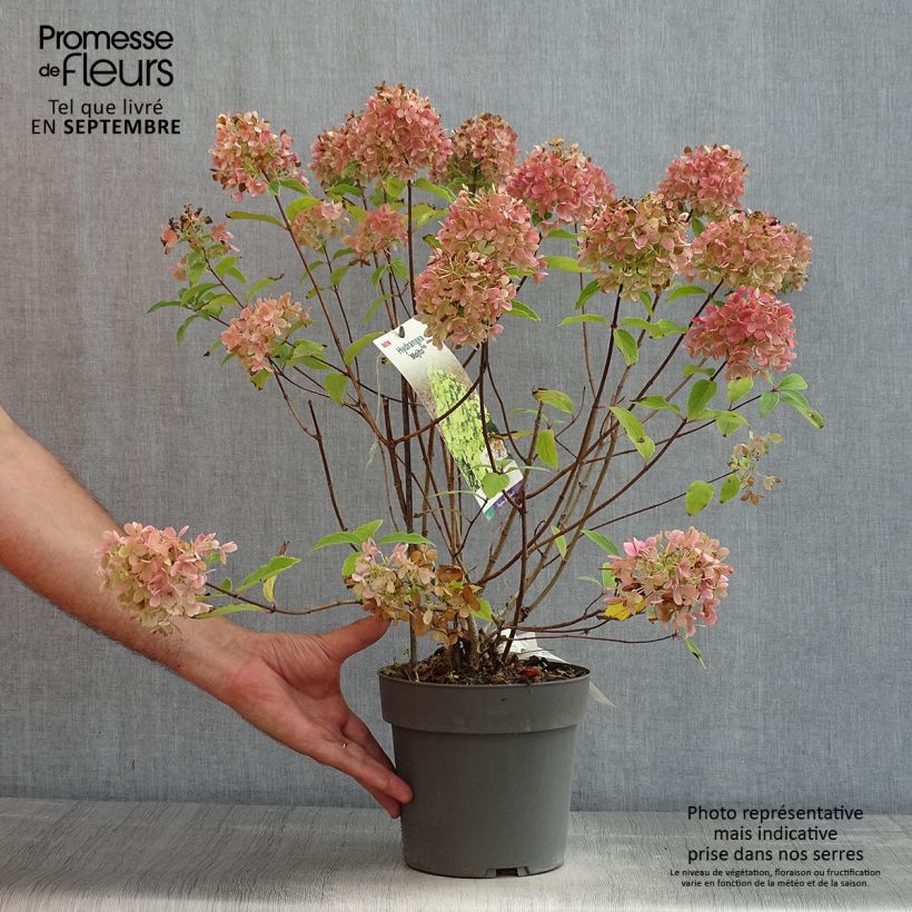 Hydrangea paniculata Mojito 3L/4L pot sample as delivered in summer