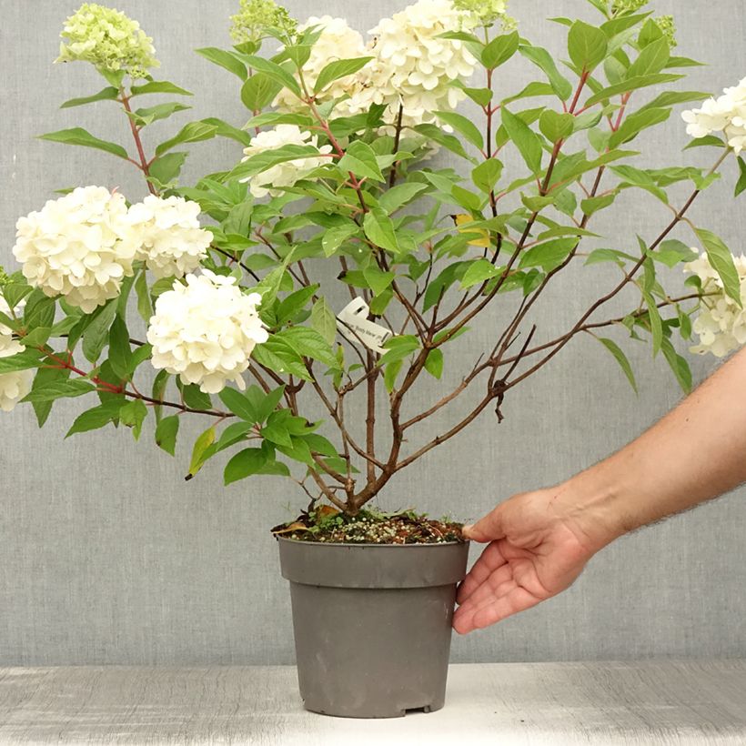 Hydrangea paniculata Bloody Marie 3L/4L pot sample as delivered in summer