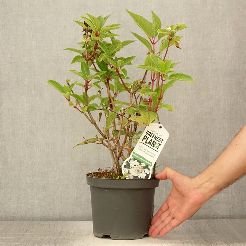 Hydrangea paniculata Dharuma 2L/3L pot sample as delivered in summer