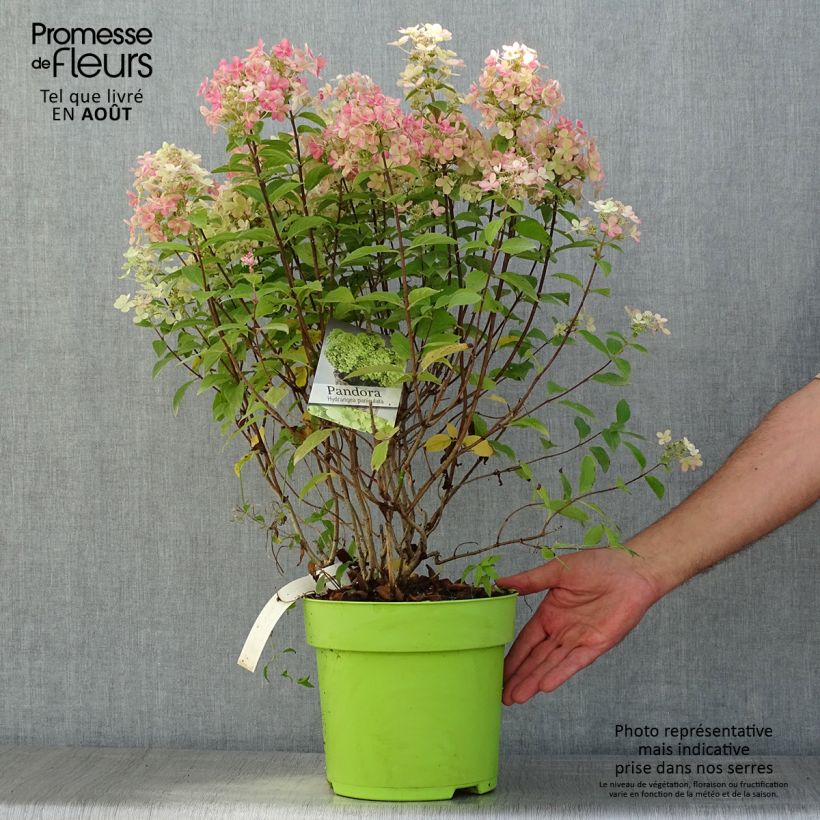 Hydrangea paniculata Pandora 6L/7L pot sample as delivered in summer