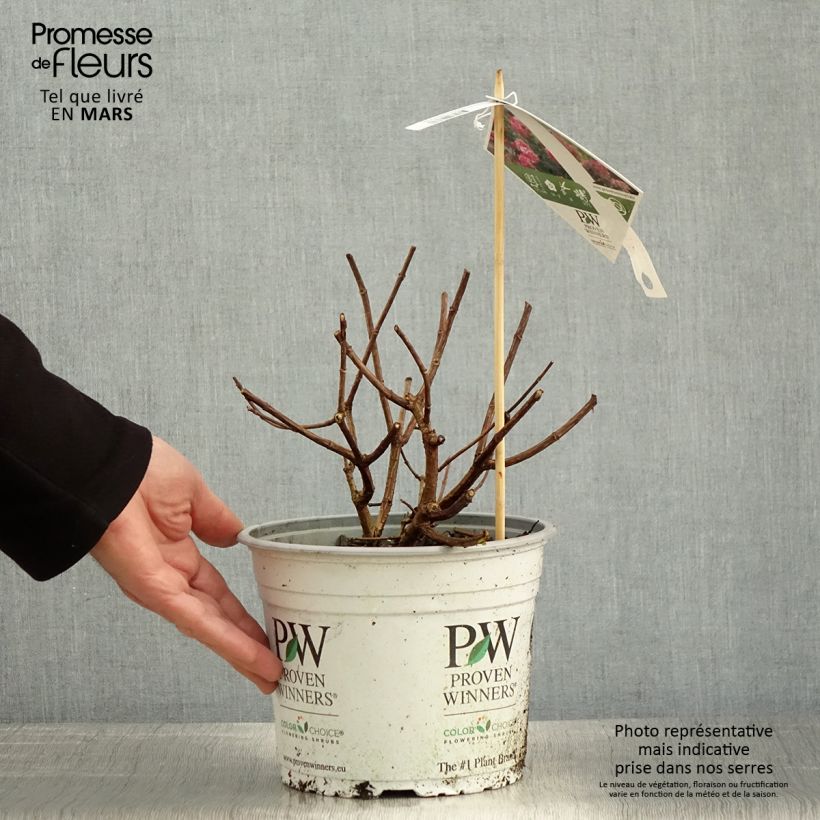 Hydrangea paniculata Fire Light - Hortensia paniculé Pot de 4L/5LHauteur livrée env. 30/40cm sample as delivered in spring