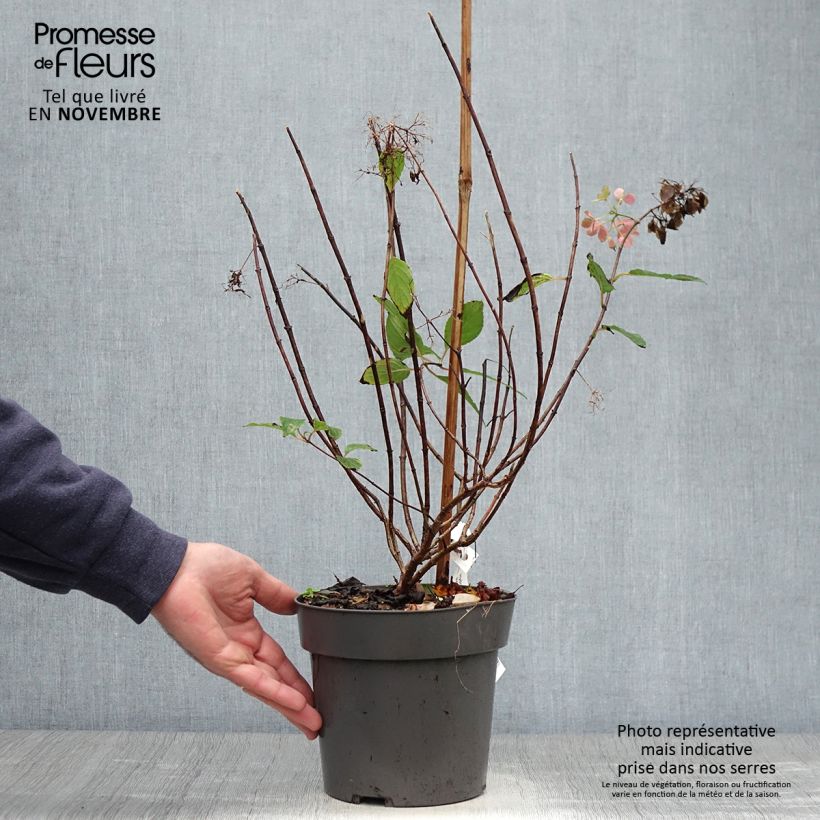 Hydrangea paniculata Little Fresco 3L/4L pot sample as delivered in autumn