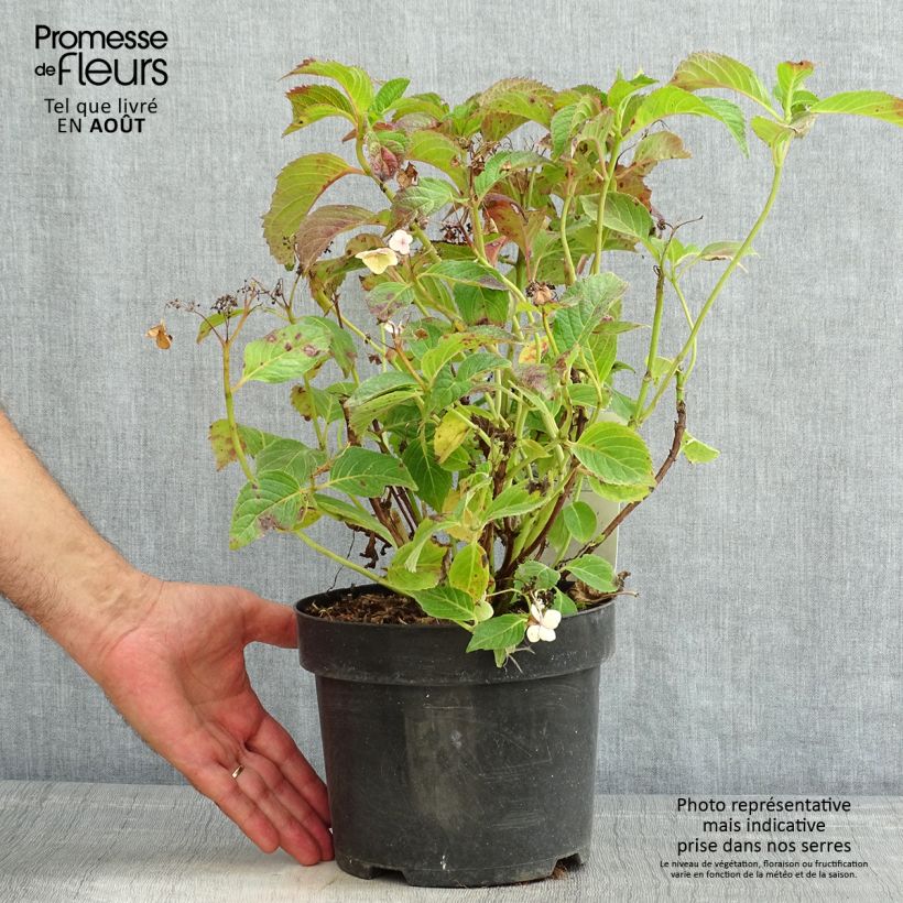 Hydrangea serrata Annies Blue - Mountain Hydrangea 2L/3L pot sample as delivered in summer