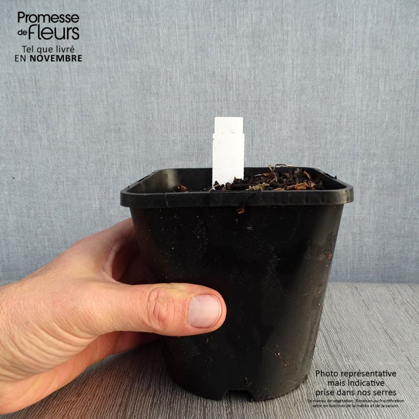 Hosta Adorable 1.5L/2L pot sample as delivered in autumn