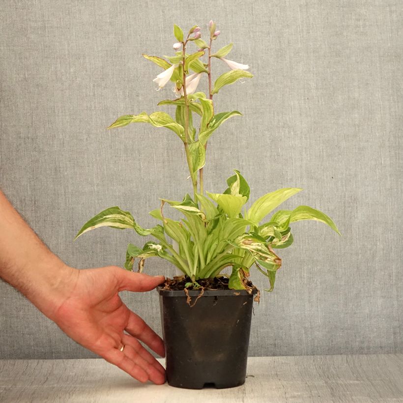 Hosta fortunei Allegan Fog 1.5L/2L pot sample as delivered in summer