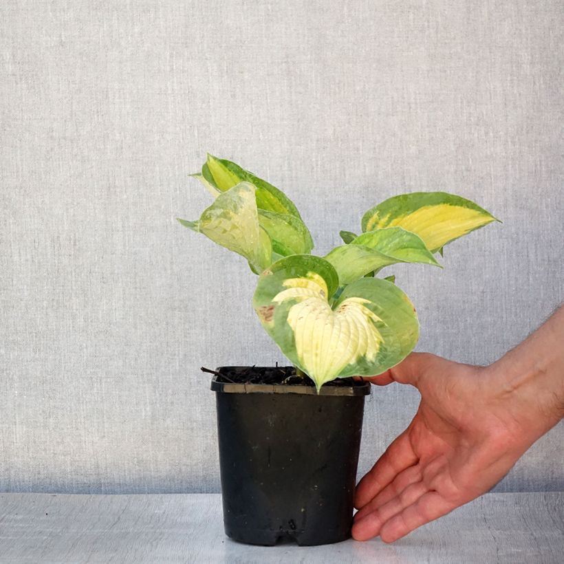 Hosta Alligator Alley 1.5L/2L pot sample as delivered in summer
